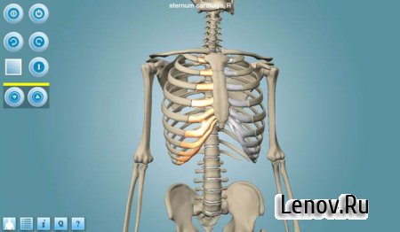Anatomy 3D Pro - Anatronica (обновлено v 2.0.5)