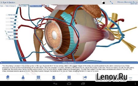 Human Anatomy Atlas 2026 v 2026.005.009 Мод (много денег)