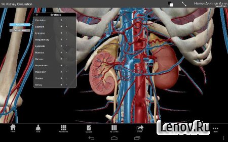 Human Anatomy Atlas 2026 v 2026.005.009 Мод (много денег)